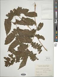 Image result for Blotiella currorii