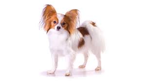 papillon hund charakter krankheiten und lebenserwartung
