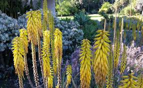 Image result for Aloe veseyi