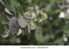 Image result for Pavetta uniflora