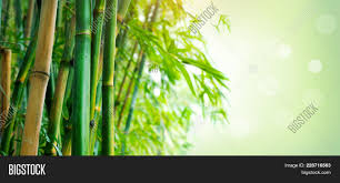 Cultivating bamboo can be a significant challenge for many growers. Bamboo Bamboos Forest Image Photo Free Trial Bigstock