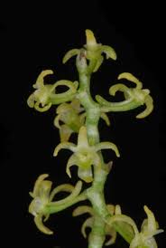 Image result for Angraecopsis gracillima