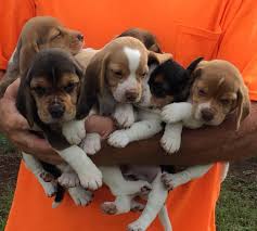 Box 53501, lafayette, la 70505 rescue helping to find loving homes for dogs. Louisiana Mini Beagle Puppies Home Facebook