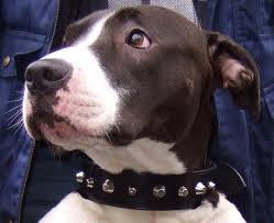 A Dog Collar Fact For more unruly pets, choke anime dog collar. a dog collar fact