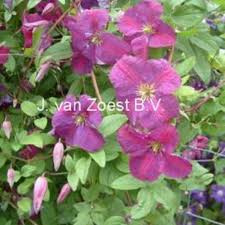 The different scenes to paint are very nice. Little Butterfly Clematis Viticella Little Butterfly Online Kaufen