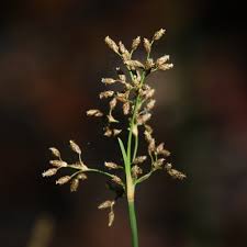 Image result for Fimbristylis aphylla