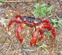 Brand new content as of 6/14/2019 just released on our channel! Datei Christmas Island Red Crab Jpg Wikipedia