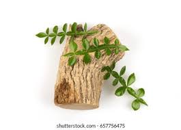 Image result for Toddalia crenulata