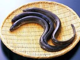 فوائد اكل سمك الانقليس ثعبان البحر catfish facts frozen seafood fish farming