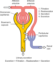Glomerular Filtration Rate Wikipedia