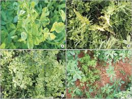 Image result for Alfalfa mosaic virus