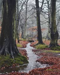 Go To The Woods In The Rain And Surrender Yourself The Energy Is Magnificent Revitalising And Replenishing Get Wet Get Mu Getting Wet Magnificent Instagram