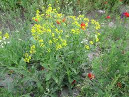 Image result for Rorippa nudiuscula