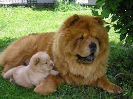 Chao Chao Puppies Available For Sale With Pet Destination 9699999338 In Mumbai Maharashtra India In Pet Anima Chow Chow Dogs Chow Chow Puppy Chow Dog Breed