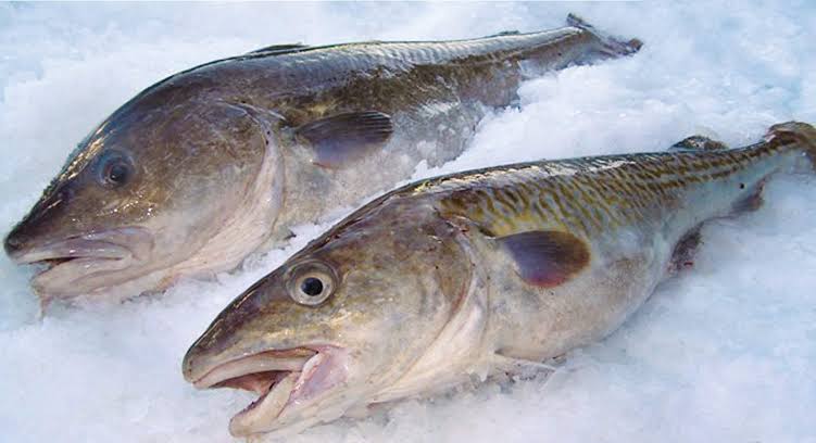 Pacific Cod - Pacific Seafood