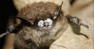 A deadly fungus is killing millions of bats in the U.S. Now it's in  California - Los Angeles Times