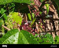 Image result for Urera