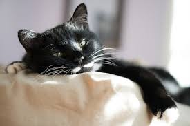 Ein haustier, das bei seinem besitzer schläft, ist in fast allen fällen ein gutes zeichen. Katze Bett Gemutlich Kostenloses Foto Auf Pixabay
