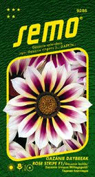 Image result for foto Gazánie