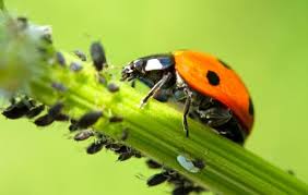 Die kleinen tierchen sind nicht jedermanns fall. 10 Tipps Fur Mehr Nutzliche Insekten Im Garten Mein Schoner Garten