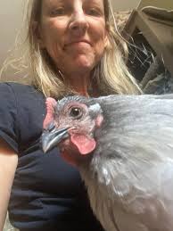 Integrating new chickens with older hens: feather regrowth concerns