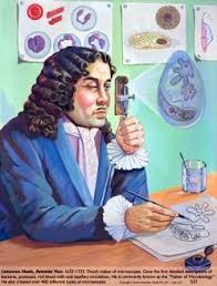 Robert Hooke encontró por primera vez las células en 1665. En 1667 Antón Van Leeuwenhoek observo por primera vez células viva