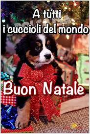 Pin Di Simona Bacchelli Su Natale Buon Natale Natale Cuccioli