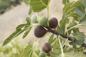 Tomato cages, tomato planters, tomato fertilizers A Fig Tree Or Other Recommended Fruit Tree Can Replace The Old One Fig Tree Fruit Trees Fig Varieties