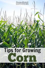 Here's how to grow maize to act as a green manure for potatoes: How To Grow Corn In Your Garden From Seed To Harvest