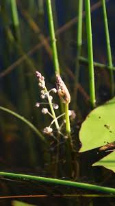 Image result for Burnatia enneandra