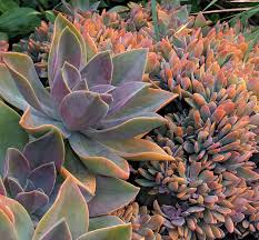 Check spelling or type a new query. Graptoveria Syn Fred Ives Crested Crested Form Buy Online At Annie S Annuals