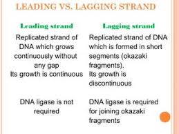 Tamil Solution] Differentiate - Leading Strand And Lagging Strand.