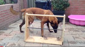 We did not find results for: 35 Diy Dog Toys To Keep Your Pup Entertained