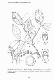 Image result for Xylocarpus