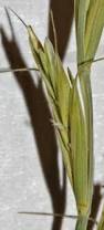 Image result for Leptochloa uniflora