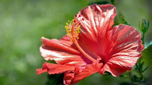 Image result for Hibiscus mechowii