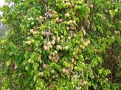 Image result for Cardiospermum grandiflorum