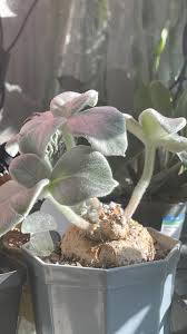 Image result for Senecio forbesii