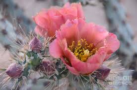 Home check phone number country phone codes phone code by city or country name. Prickly Pear Cactus With Pink Flowers Photograph By Jerry Horbert