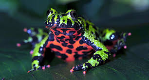 With bargain basement wholesale prices there is no incentive for exporters. 12 Awesome Pet Amphibians Reptile Centre