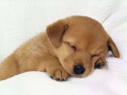 cok tatli yavru kopek resimleri baby animals pictures puppies cute dogs and puppies