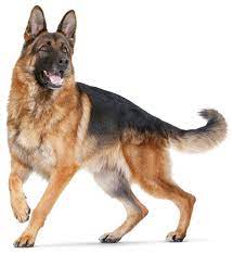 Hutehunde Und Treibhunde Royal Canin Tiernahrung Gmbh Co Kg Dog Breeds German Shepherd Pictures Dogs