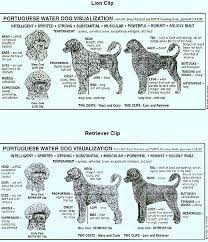 Portuguese Water Dog Grooming Portugese Water Dogs Portuguese Water Dog Water Dog