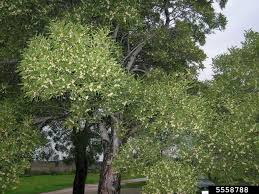 Image result for Acacia melanoxylon