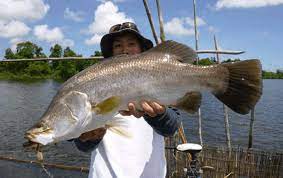 Cara tanam bawang putih yang simpel serta masa tanam bawang putih yang singkat, membuat praktik ini inilah langhkah dan cara menanam bawang putih di rumah: Lengkap Cara Memancing Kakap Putih Di Siang Hari Hobi Mancing