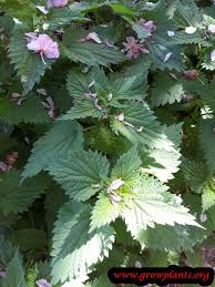 Image result for Boehmeria nivea