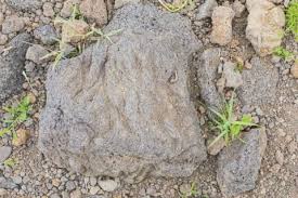 「ボラ土」の画像検索結果