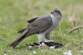Het verenkleed kan wit zijn, tabaksbruin, vlasblond of grauw. Roofvogels Herkennen Oozo Nl