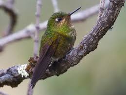 Image result for Tridactyle virgula