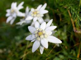 Maybe you would like to learn more about one of these? Growing Edelweiss Information On The Care Of Edelweiss Plants